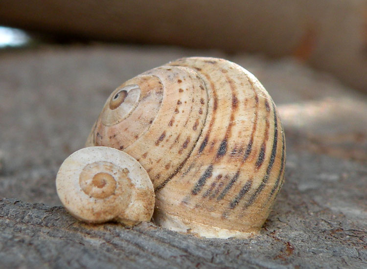 Theba pisana da Djerba ( Tunisia )